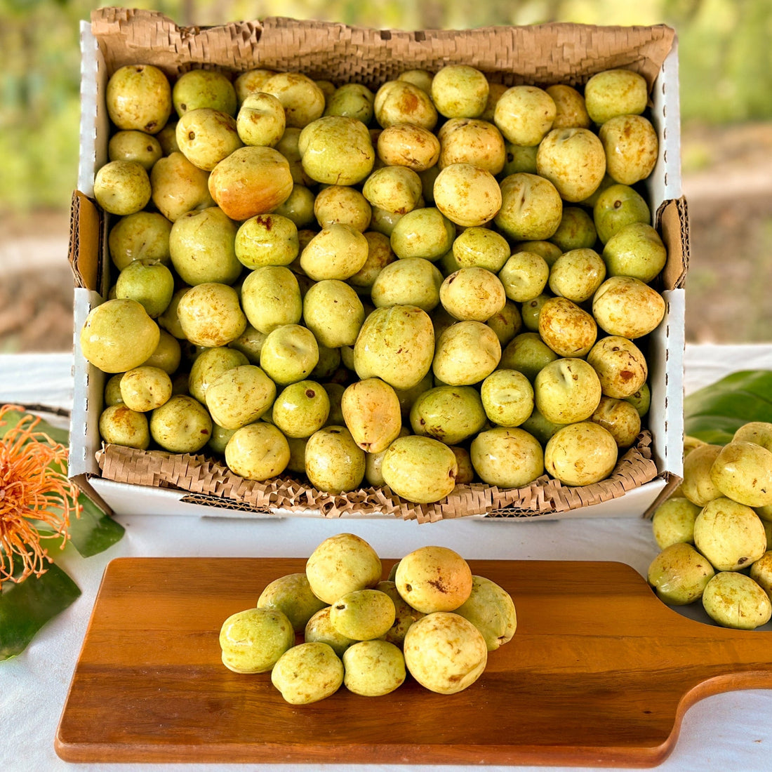 Li Jujube (Chinese Date) Good Hill Farms Fruit: Jujube, Li