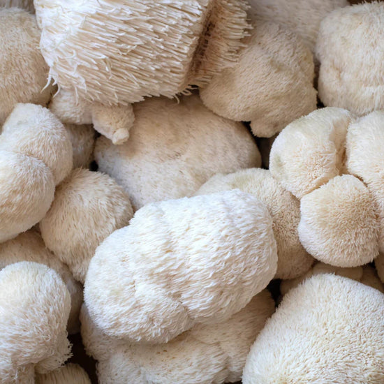 Lion's Mane Mushroom Good Hill Farms Mushroom: Lion's Mane