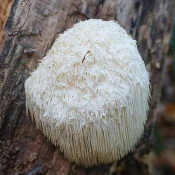 Lion's Mane Mushroom Good Hill Farms Mushroom: Lion's Mane