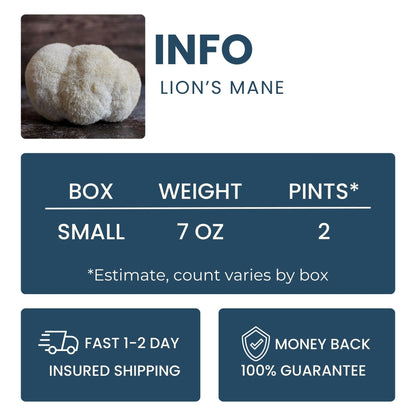 Lion's Mane Mushroom Good Hill Farms Mushroom: Lion's Mane