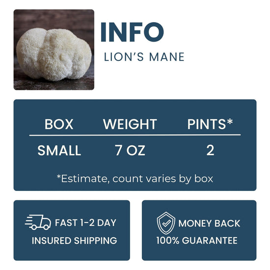 Lion's Mane Mushroom Good Hill Farms Mushroom: Lion's Mane