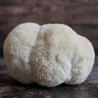 Lion's Mane Mushroom Good Hill Farms Mushroom: Lion's Mane