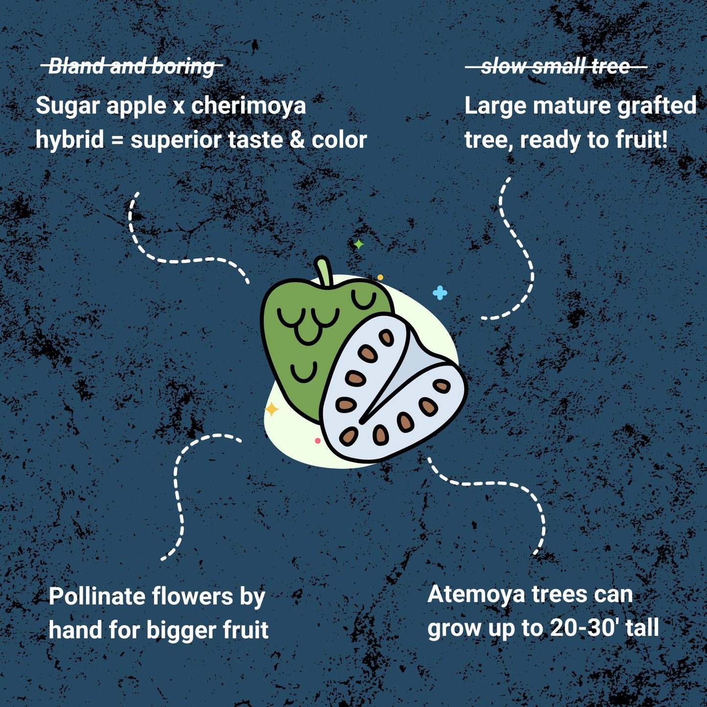 Lisa Atemoya Tree, Grafted Good Hill Farms Nursery: Atemoya, Lisa | Tree