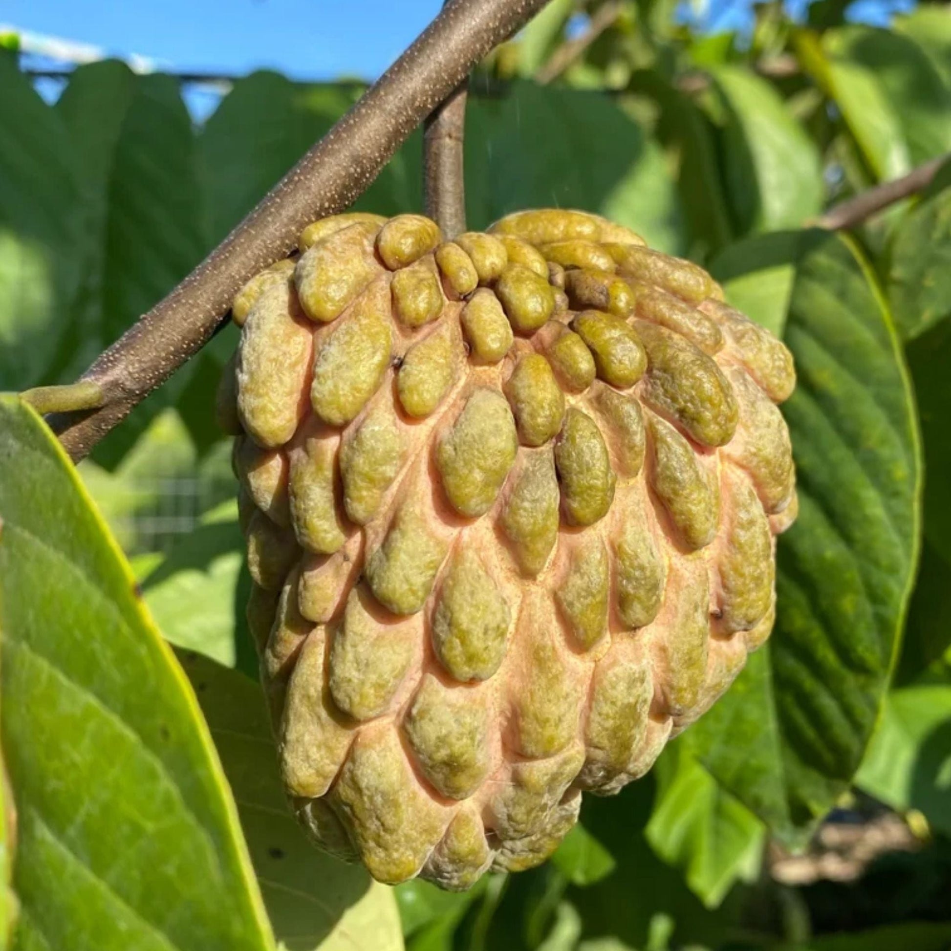 Lisa Atemoya Tree, Grafted Good Hill Farms Nursery: Atemoya, Lisa | Tree