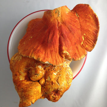 Lobster Mushroom Good Hill Farms Mushroom: Lobster Mushroom