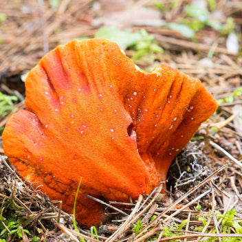 Lobster Mushroom Good Hill Farms Mushroom: Lobster Mushroom