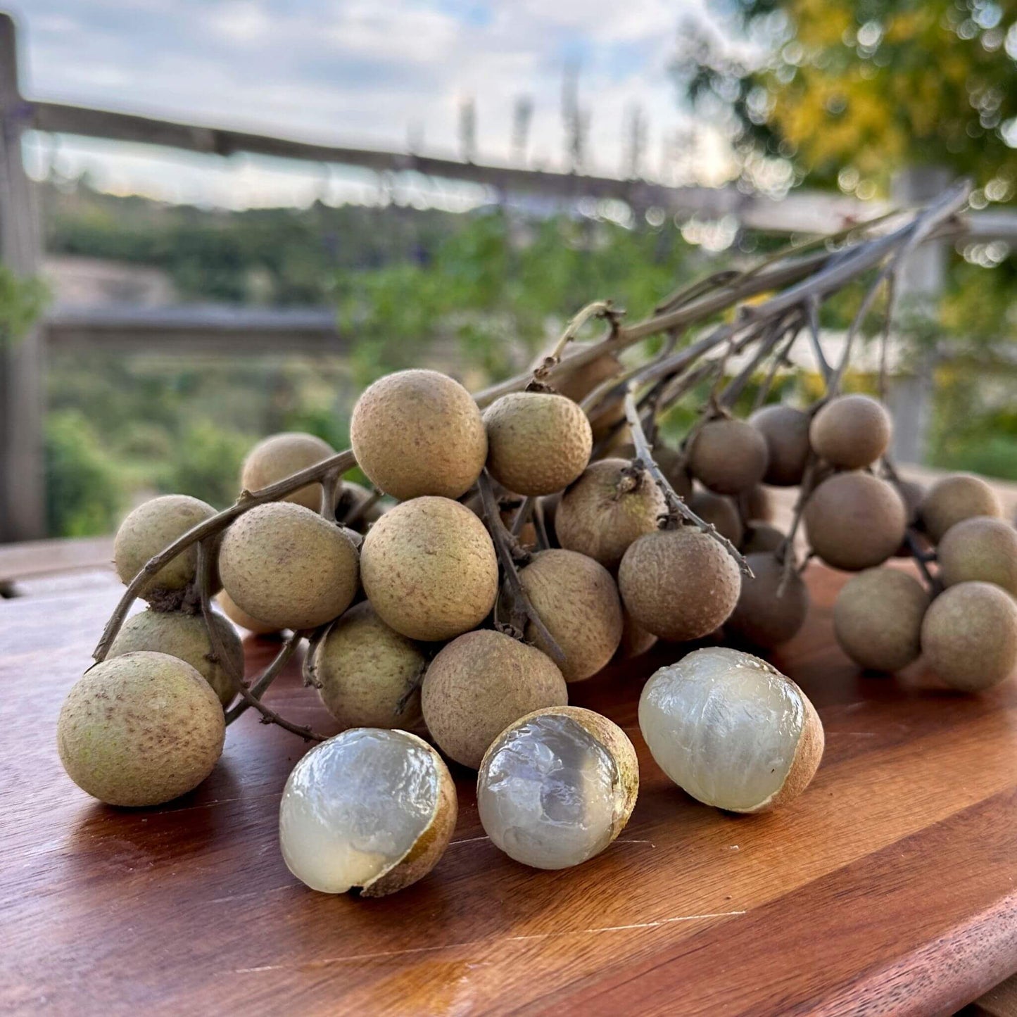 Longan Fruit (Dragon Eye) Good Hill Farms Fruit: Longan