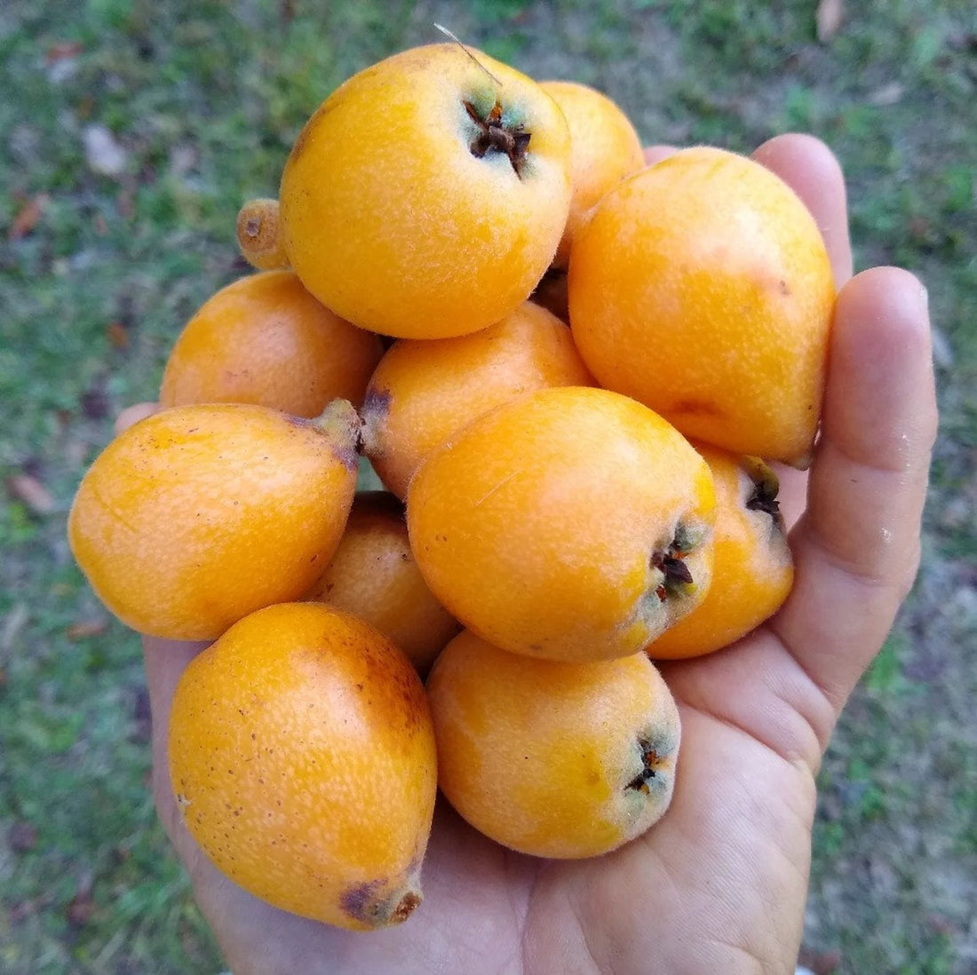 Loquat Good Hill Farms Fruit: Loquat