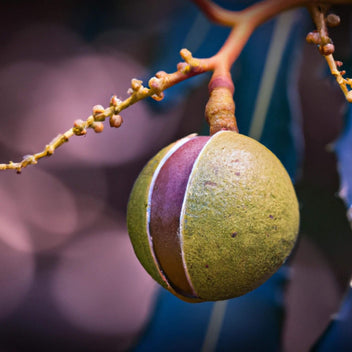 Macadamia Nuts Good Hill Farms Fruit: Macadamia Nut