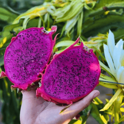 Magenta Dragon Fruit Good Hill Farms Fruit: Dragon Fruit, Magenta