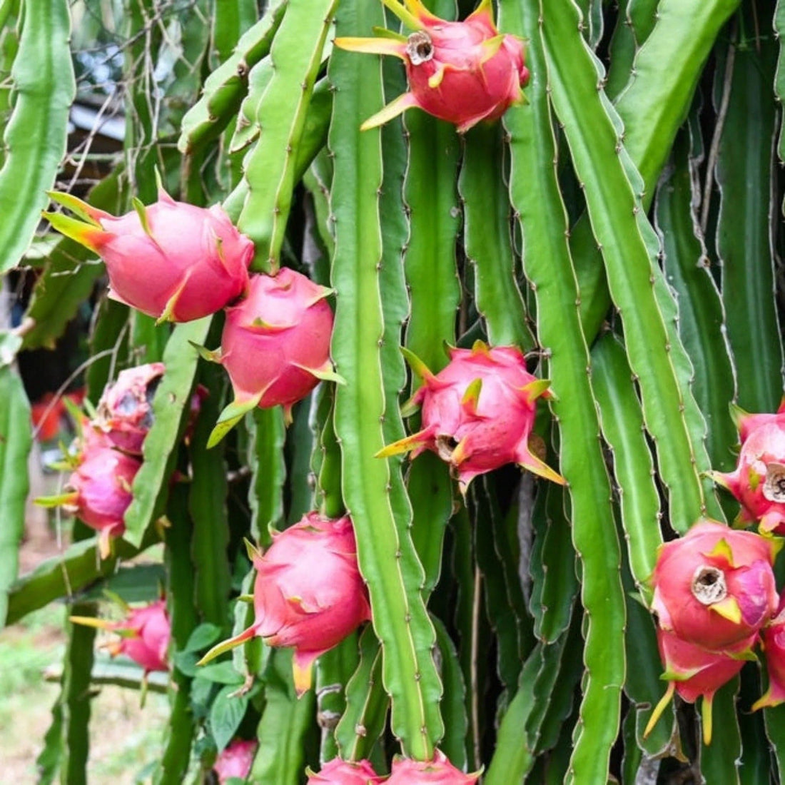 Magenta Dragon Fruit Good Hill Farms Fruit: Dragon Fruit, Magenta