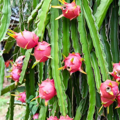Magenta Dragon Fruit Good Hill Farms Fruit: Dragon Fruit, Magenta