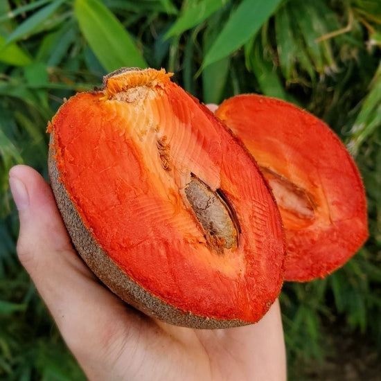 Mamey Sapote Good Hill Farms Fruit: Sapote, Mamey