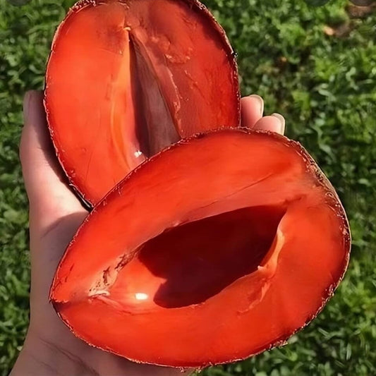 Mamey Sapote Good Hill Farms Fruit: Sapote, Mamey