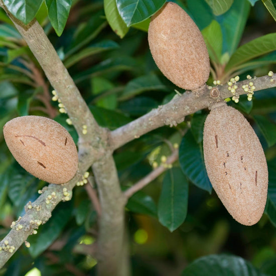 Mamey Sapote Good Hill Farms Fruit: Sapote, Mamey