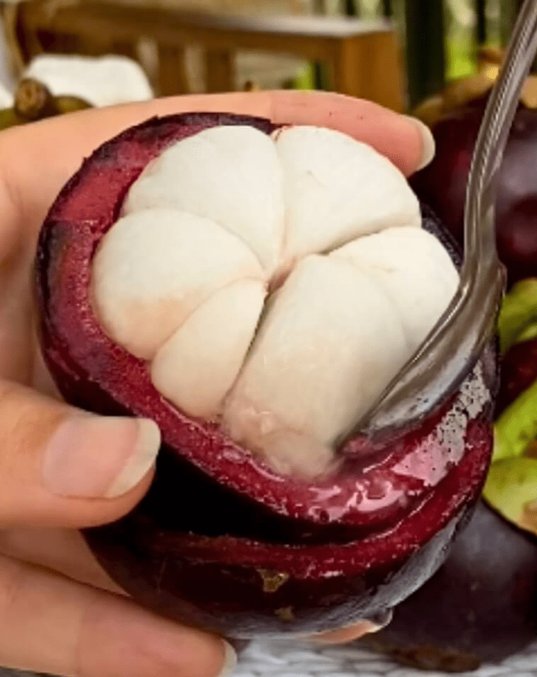 Mangosteen