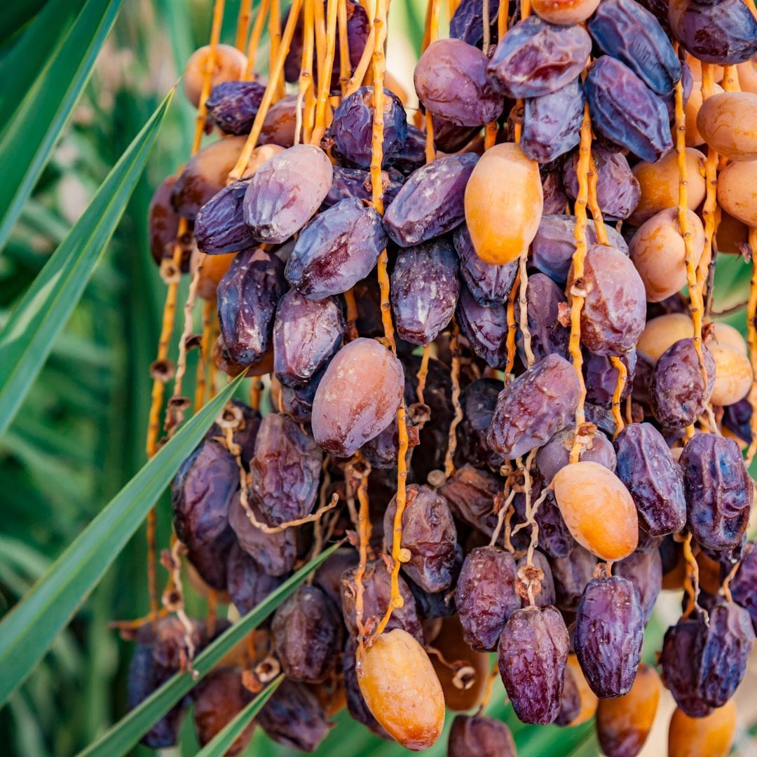 Medjool Dates Good Hill Farms Fruit: Date, Mejdool