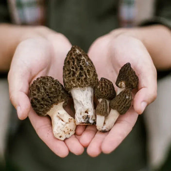 Morel Mushroom Good Hill Farms Mushroom: Morel