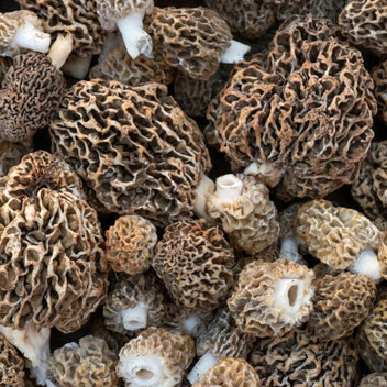 Morel Mushroom Good Hill Farms Mushroom: Morel