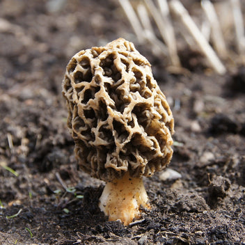 Morel Mushroom Good Hill Farms Mushroom: Morel