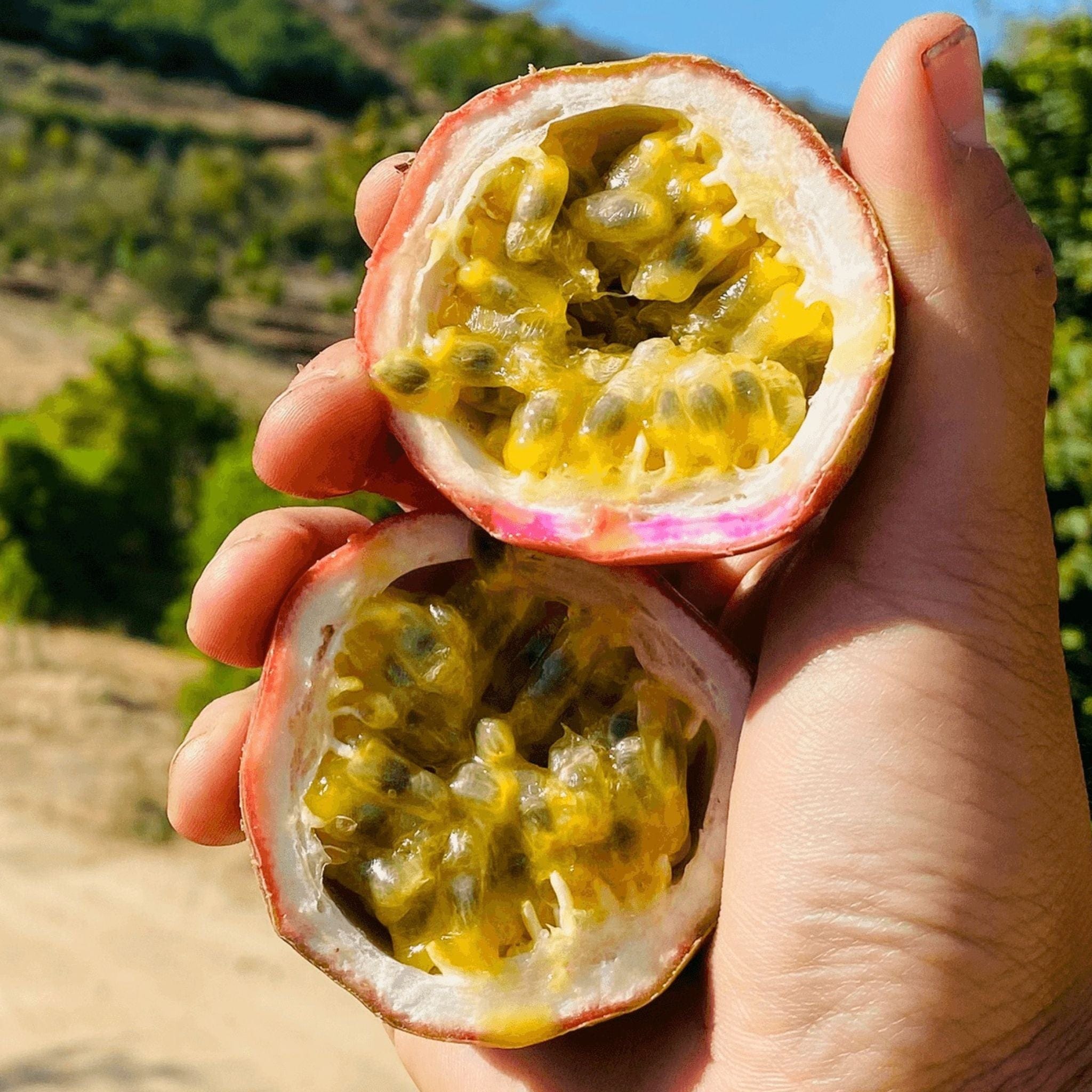 Mystery Variety Fruit offers Box