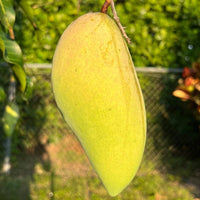 Nam Doc Mai Mango Good Hill Farms Fruit: Mango, Nam Doc