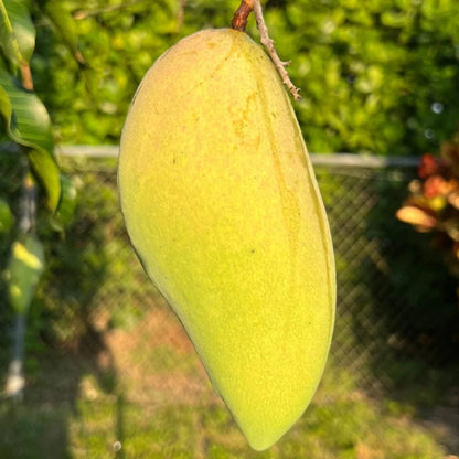 Nam Doc Mai Mango Good Hill Farms Fruit: Mango, Nam Doc