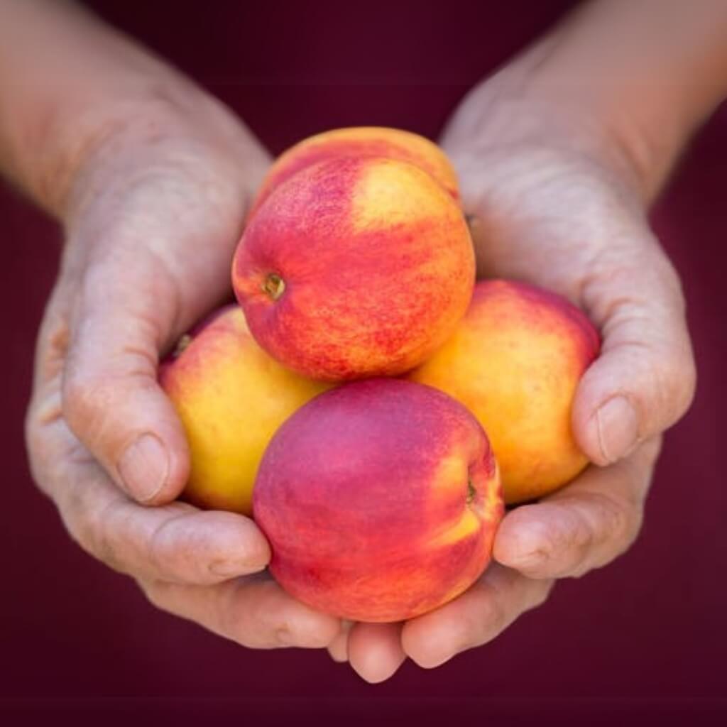 Nectarine Good Hill Farms Fruit: Nectarine