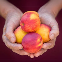 Nectarine Good Hill Farms Fruit: Nectarine