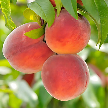 Nectarine Good Hill Farms Fruit: Nectarine