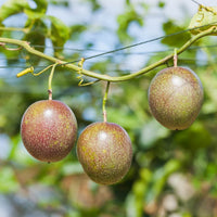 Passion Fruit Good Hill Farms Fruit: Passion Fruit, Purple