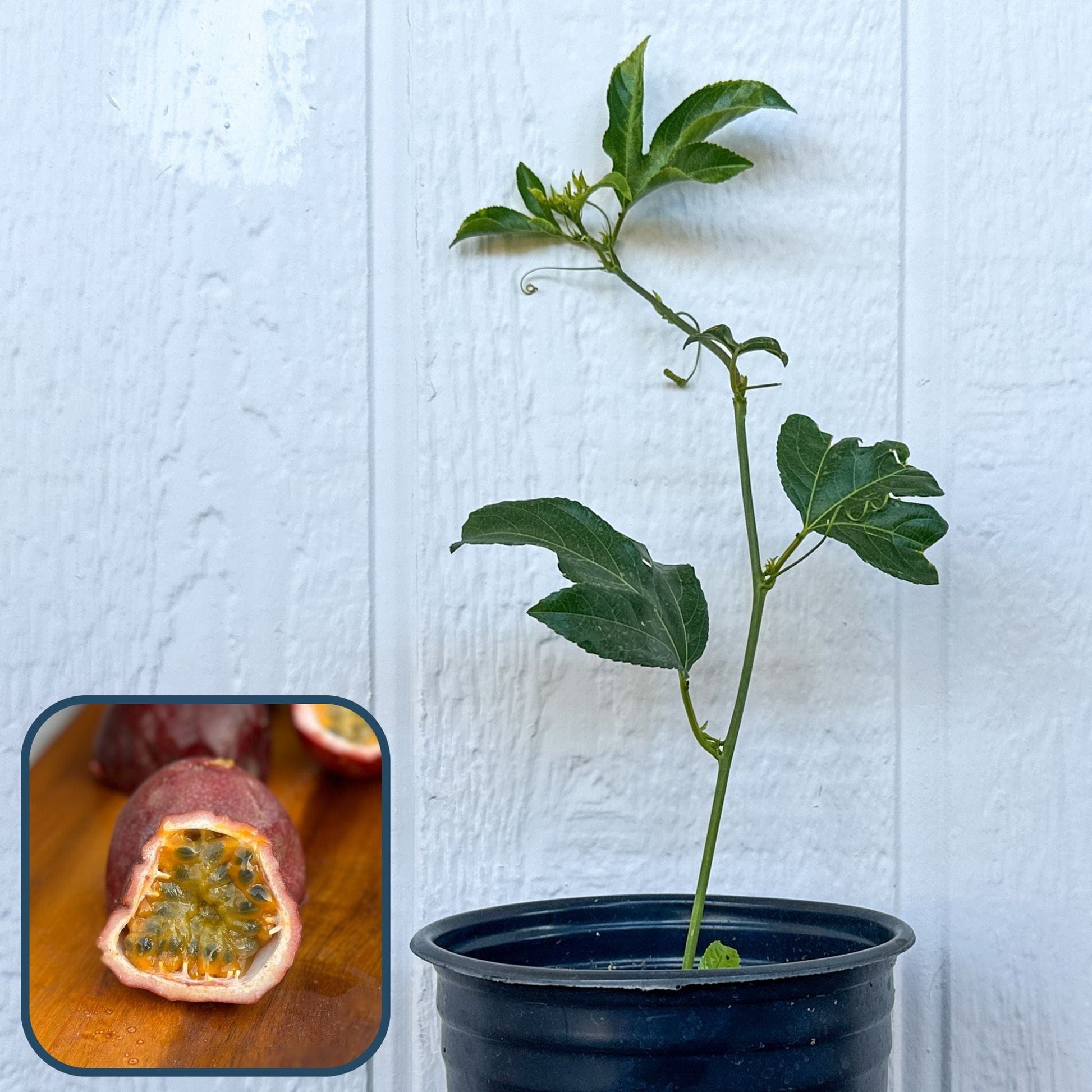 Passion Fruit Plant (Purple, Frederick) Good Hill Farms Nursery: Passion Fruit, Frederick | VIne