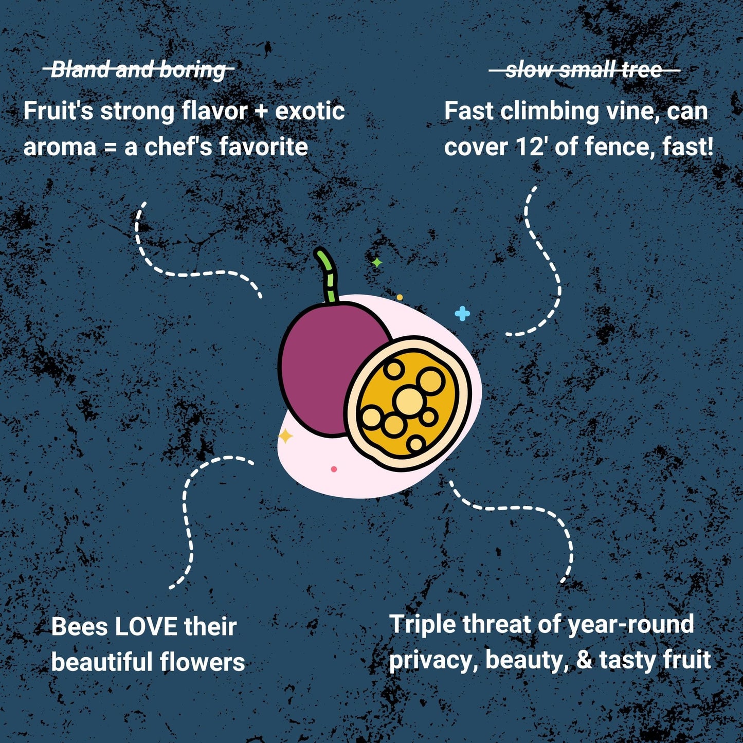 Passion Fruit Plant, Rooted Cutting (Purple, Frederick) Good Hill Farms Nursery: Passion Fruit, Frederick | Rooted Cutting