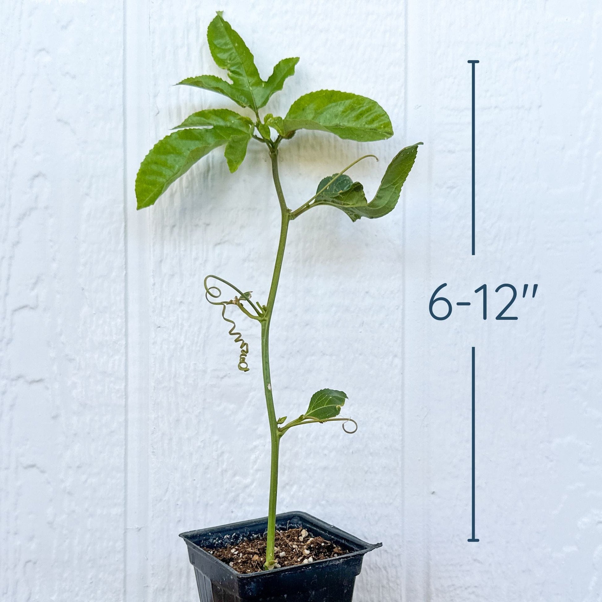 Passion Fruit Plant, Rooted Cutting (Purple, Frederick) Good Hill Farms Nursery: Passion Fruit, Frederick | Rooted Cutting