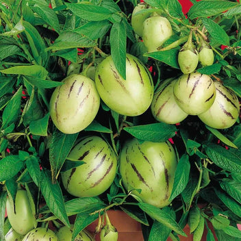 Pepino Melon Good Hill Farms Fruit: Melon, Pepino