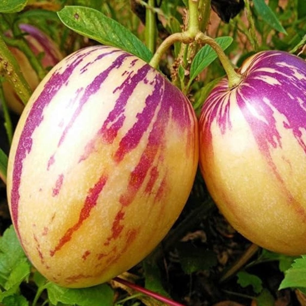 Pepino Melon Good Hill Farms Fruit: Melon, Pepino