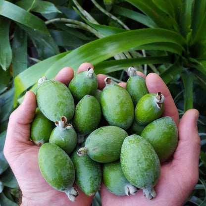 Pineapple Guava (Feijoa) Good Hill Farms Fruit: Guava, Pineapple
