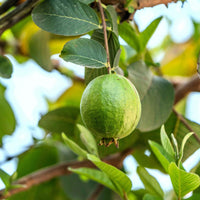 Pineapple Guava (Feijoa) Good Hill Farms Fruit: Guava, Pineapple