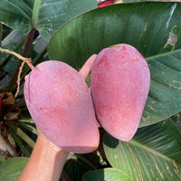 Pink Elephant Mango Good Hill Farms Fruit: Mango, Pink Elephant
