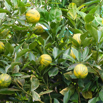 Pink Lemon Good Hill Farms Fruit: Lemon, Pink