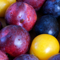 Plum Variety Box Good Hill Farms Mix Box: Plum, Variety