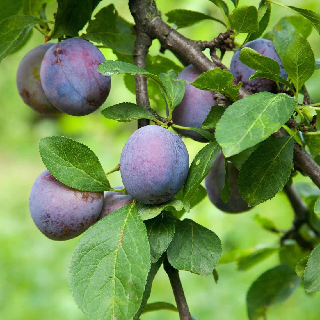 Plums Good Hill Farms Fruit: Plums