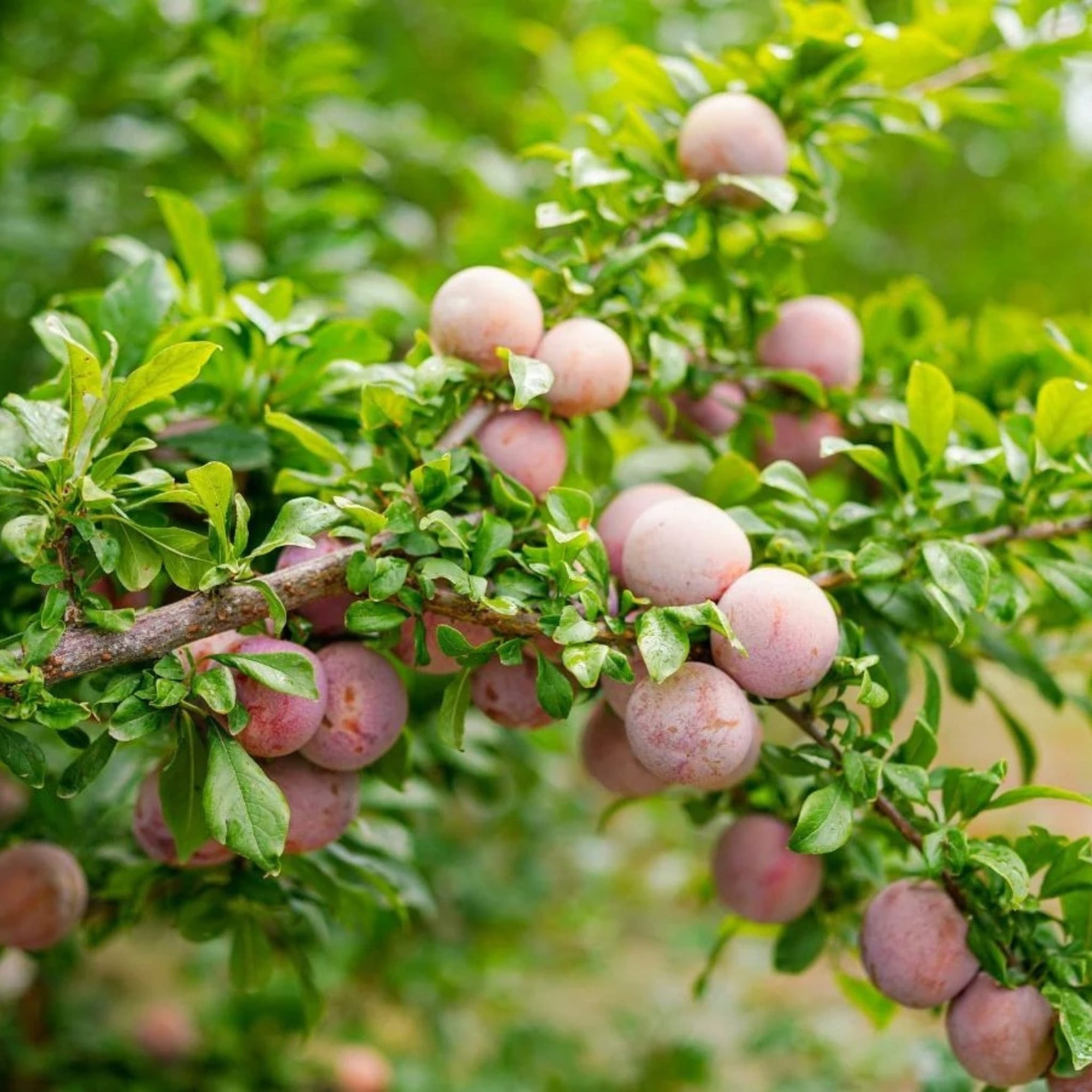 Pluot Good Hill Farms Fruit: Pluot