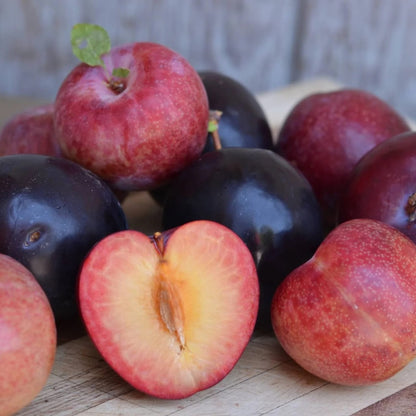 Pluot Good Hill Farms Fruit: Pluot