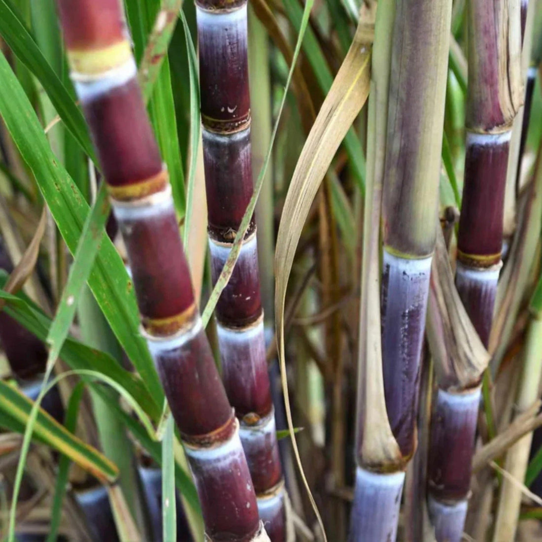 Purple Sugar Cane Good Hill Farms Fruit: Sugar Cane, Purple