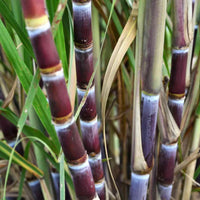 Purple Sugar Cane Good Hill Farms Fruit: Sugar Cane, Purple