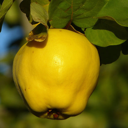 Quince Good Hill Farms Fruit: Quince