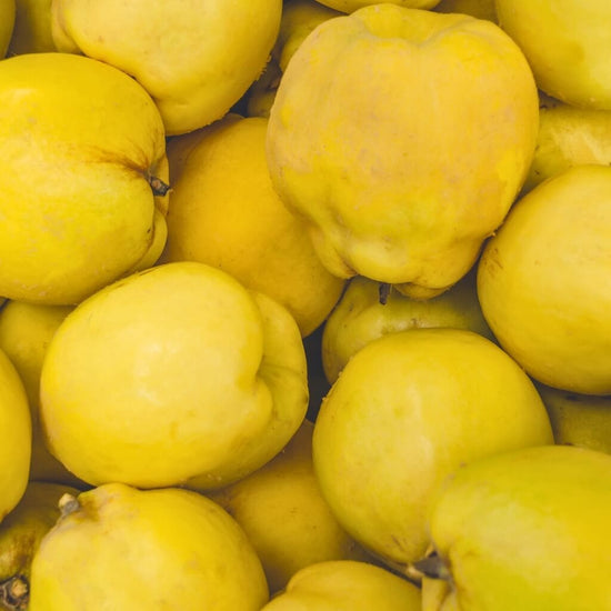 Quince Good Hill Farms Fruit: Quince