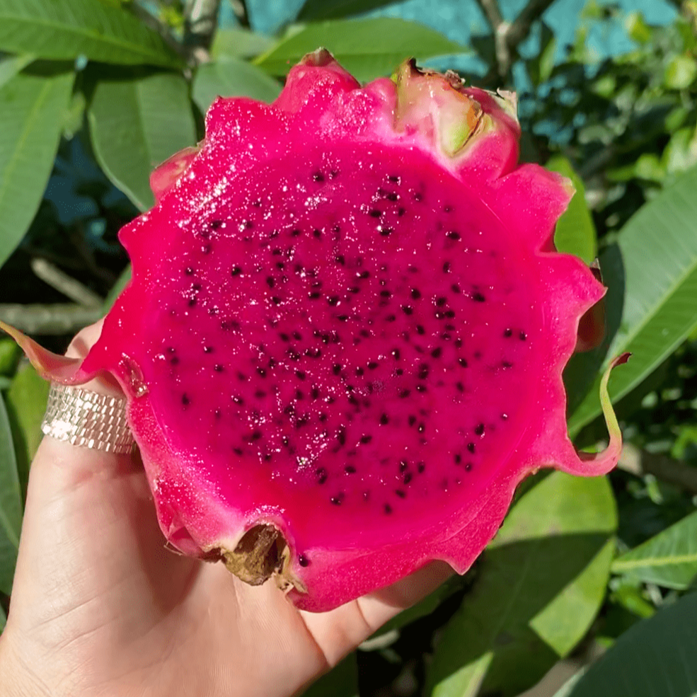 Red Dragon Fruit Good Hill Farms Fruit: Dragon Fruit, Red