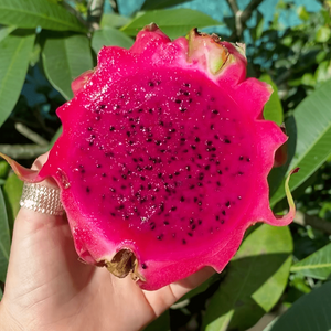 Dragon Fruit